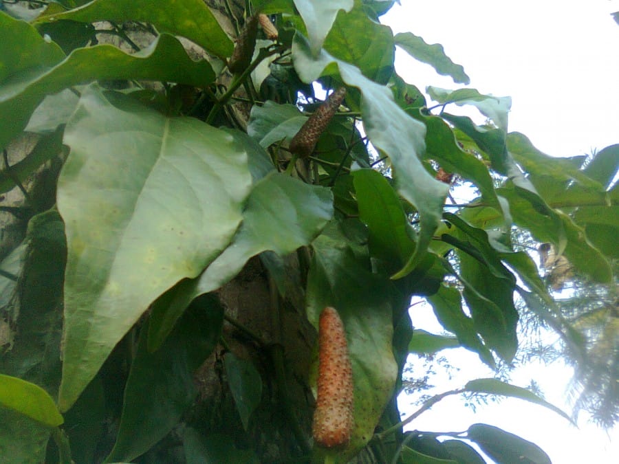 Obat Batuk Tradisonal Cabe Jawa