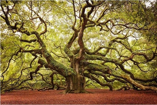Pohon Oak Malaikat