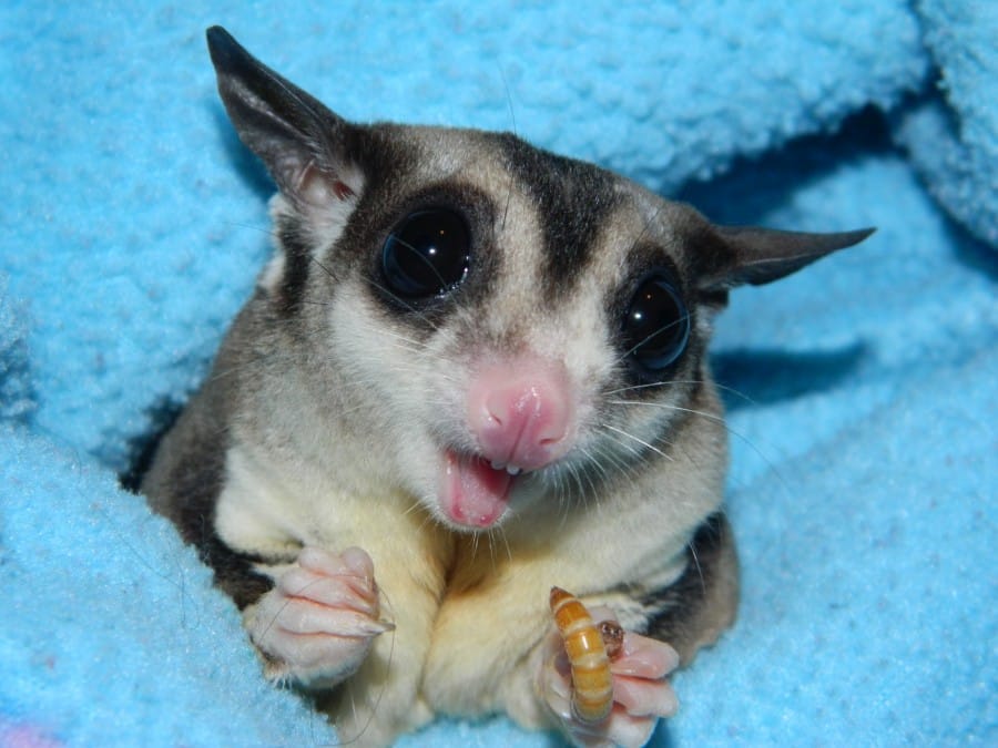 Sugar Glider Hewan Imut