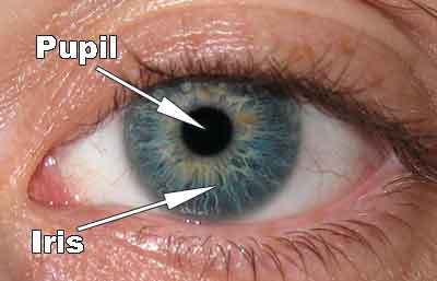 anatomi mata biru pupil iris