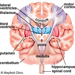 anatomi otak bagian dalam
