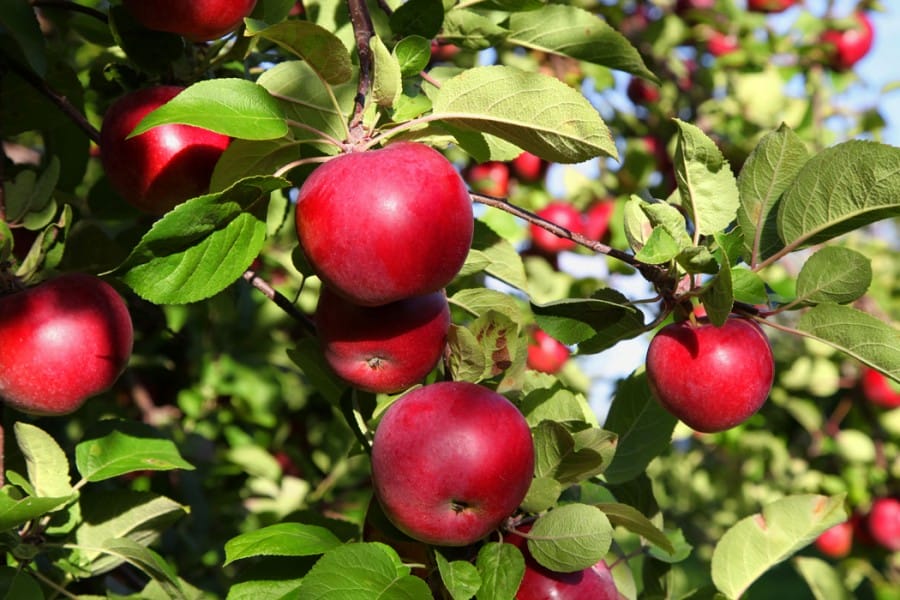 Buah untuk Diet - Buah Apel