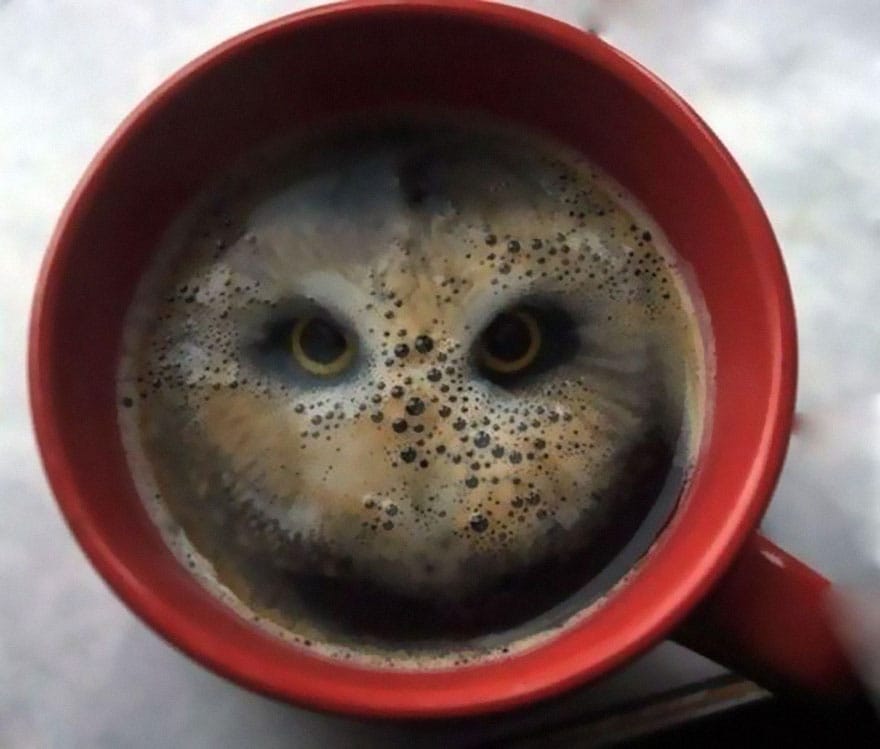 Burung Hantu dalam Kopi