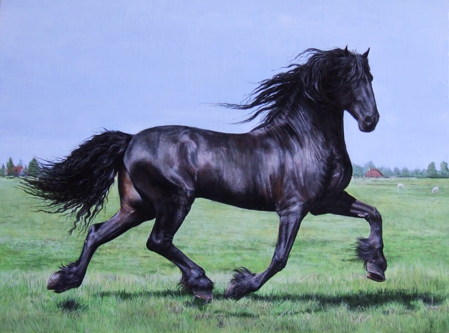 friesian horse