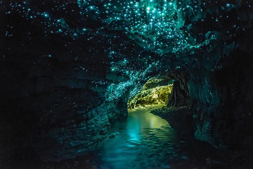 Gua Glowworms New Zealand