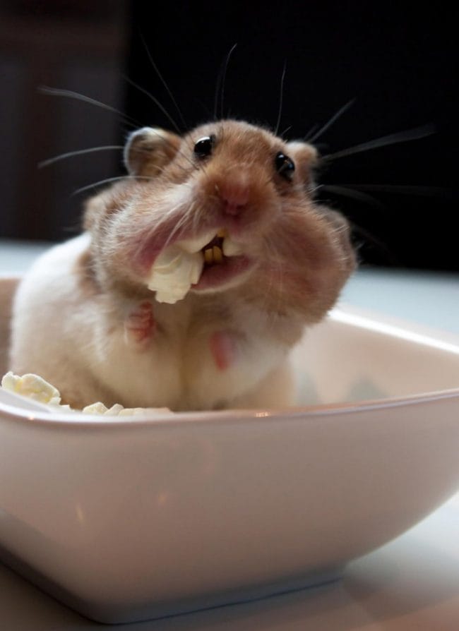 Hamster Makan