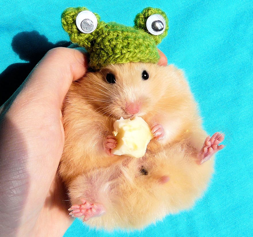 Hamster Memakai Topi Lucu