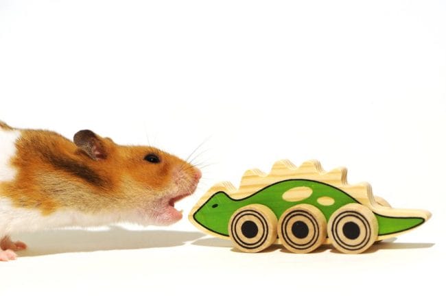 Hamster Sedang Makan Dinosaurus