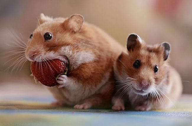 Hamster Sedang Makan Stroberi