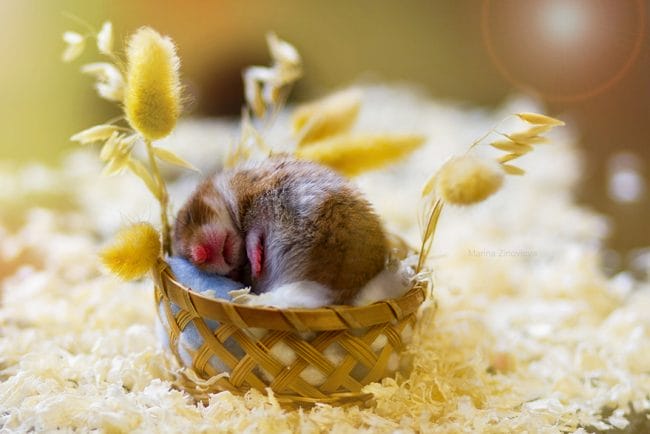 Hamster Tertidur