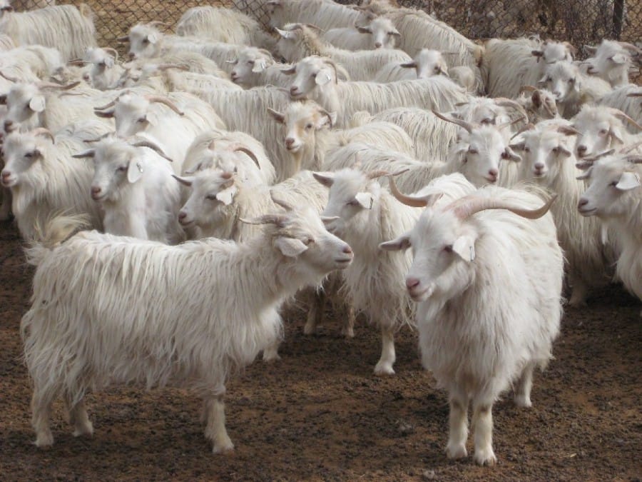 Gambar Kambing Kasmir Australia