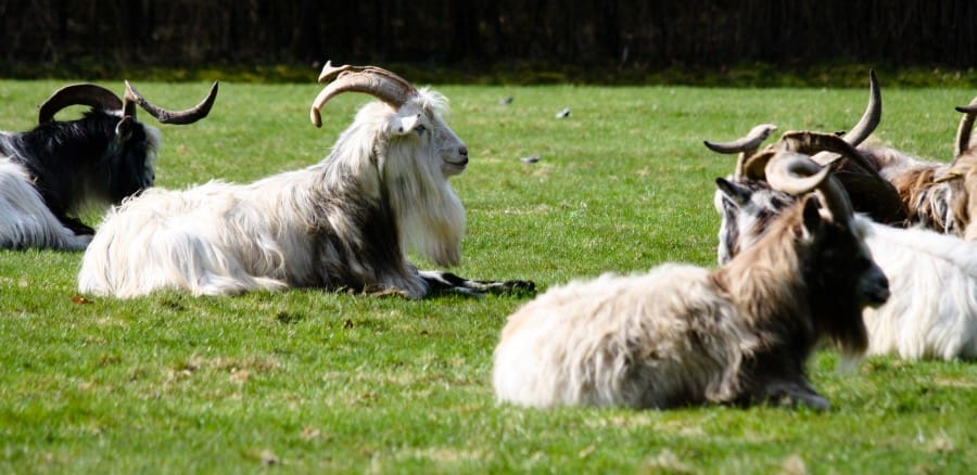 Gambar Kambing Dutch Landrace