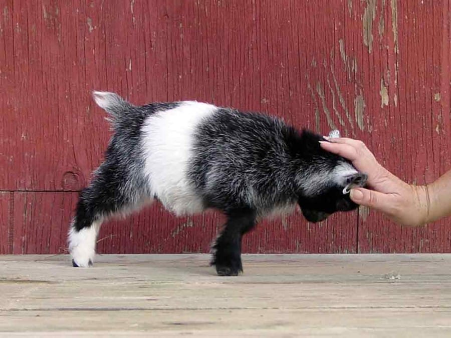 Gambar Kambing Pygmy