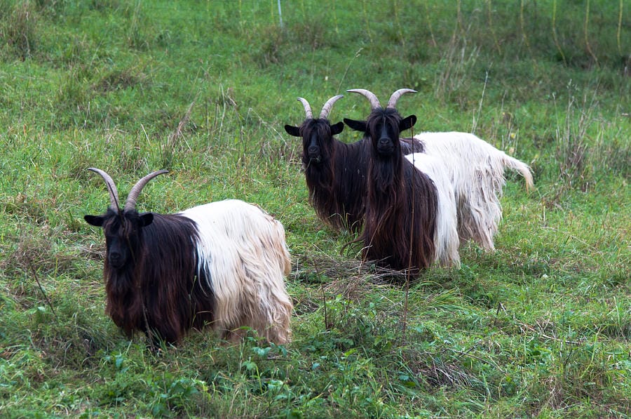 gambar kambing unik