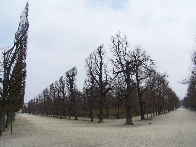 Pepohonan di Taman Schonbrunn