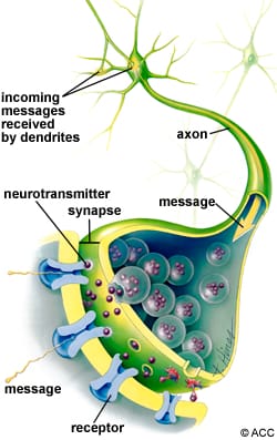 sel saraf dalam otak