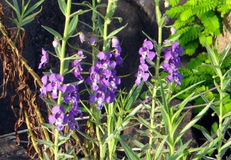 Tanaman Obat Lavender