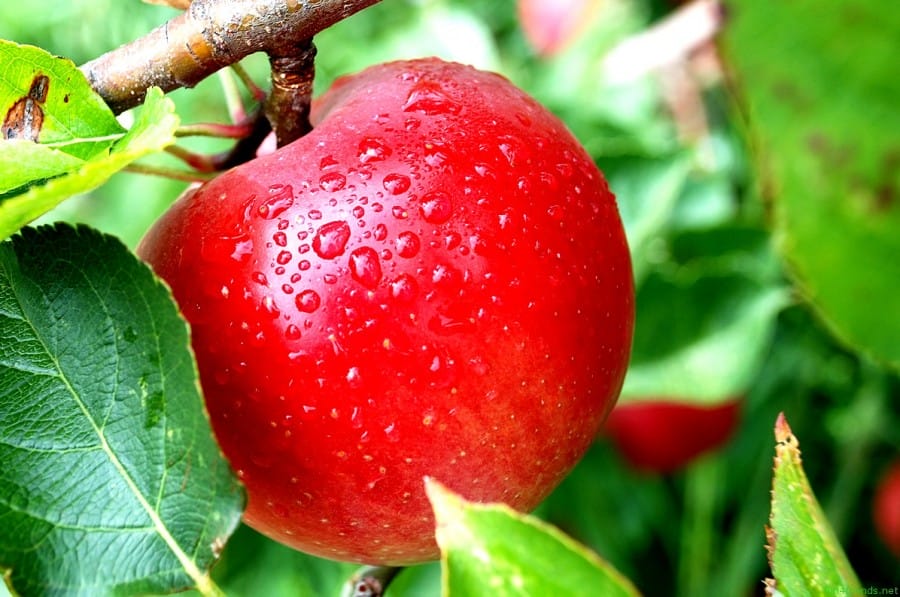 316512-apple-fruit