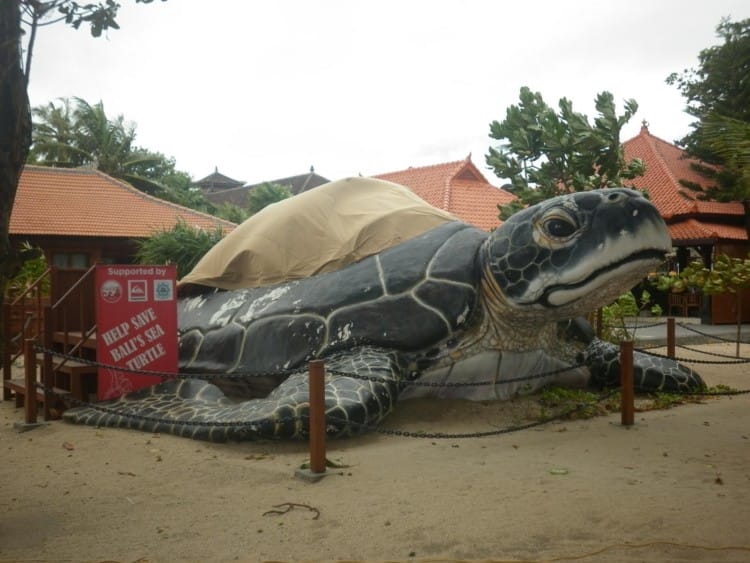 Konservasi Penyu di Pantai Kuta