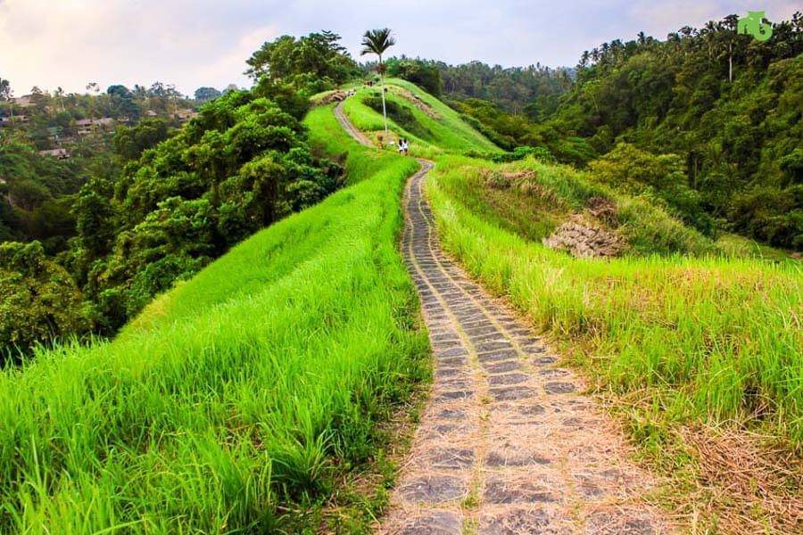 wisata teras sawah tegalalang