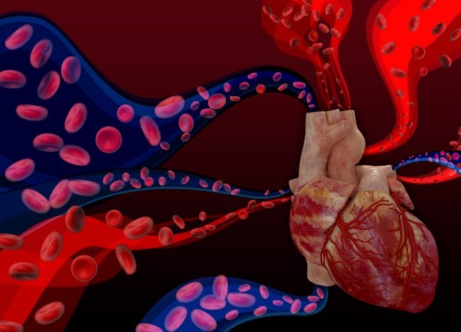fungsi hati pengontrol aliran darah