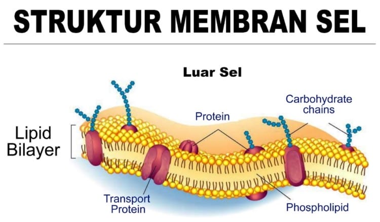 membran-sel