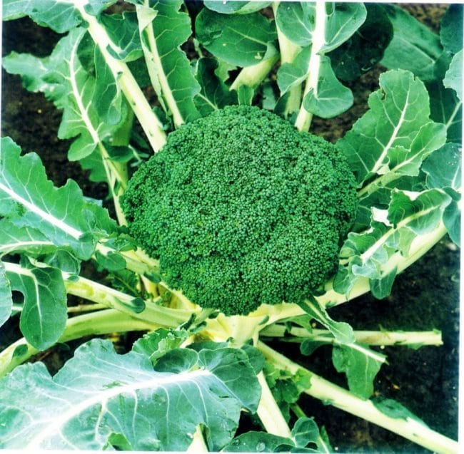 Brokoli makanan sehat