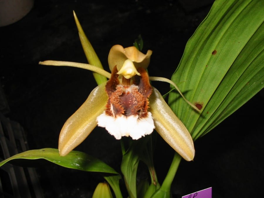 www.darkstarorchids.com.au