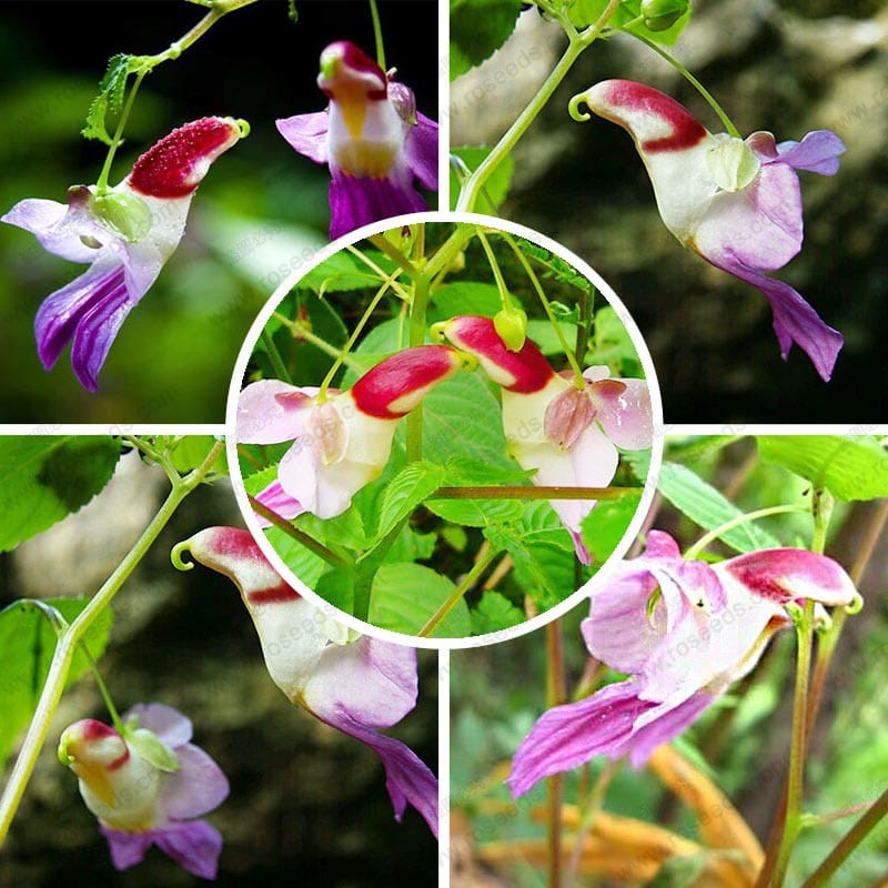 g01.a.alicdn.com