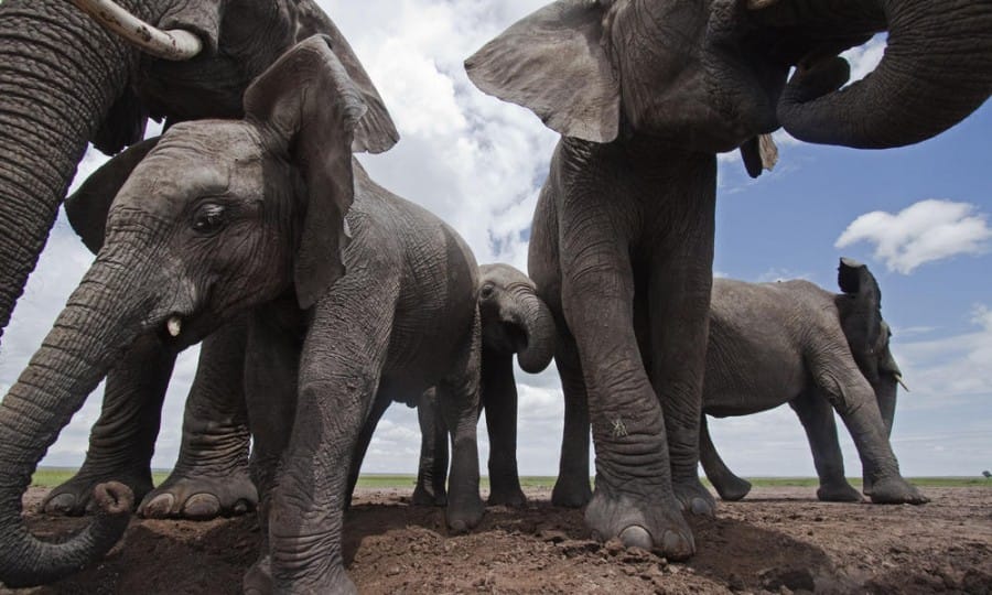 worldwildlife.org