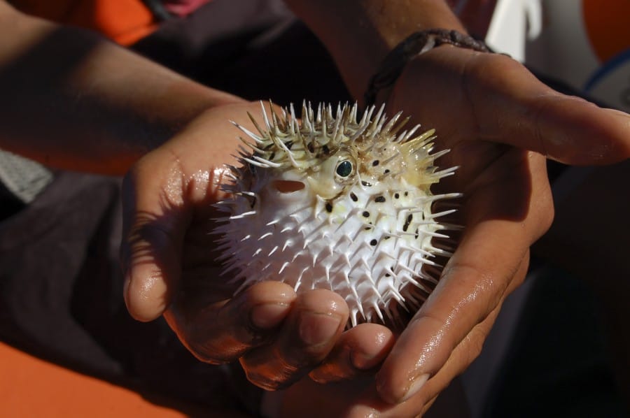 Fugu