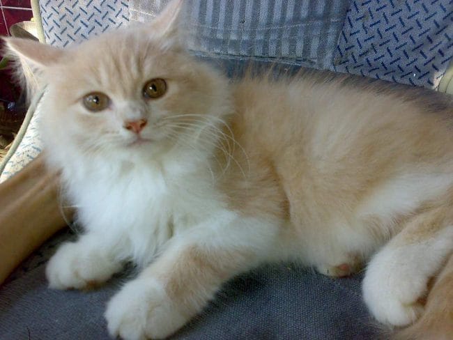 kucing persia medium putih