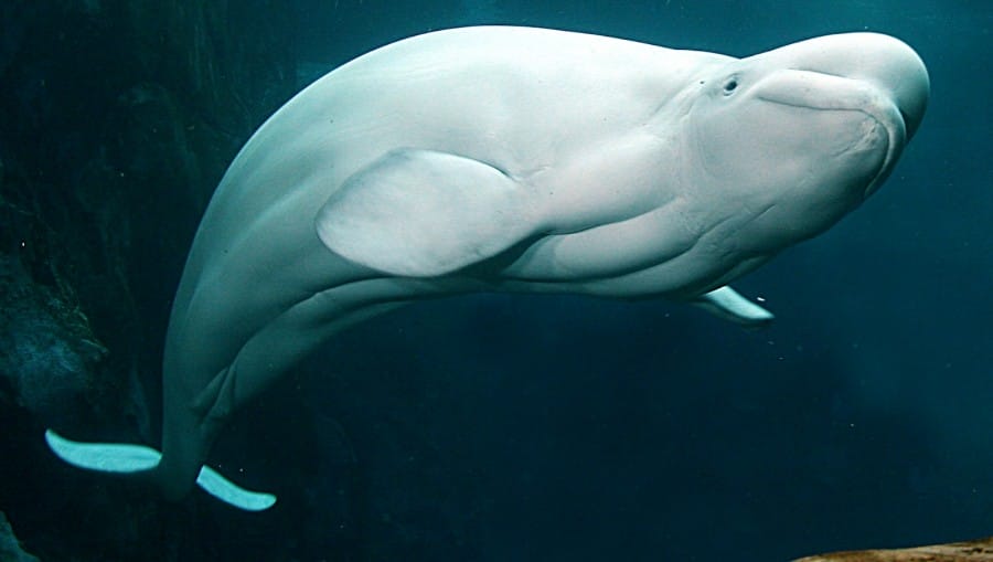 savenaturesavehuman.blogspot.com