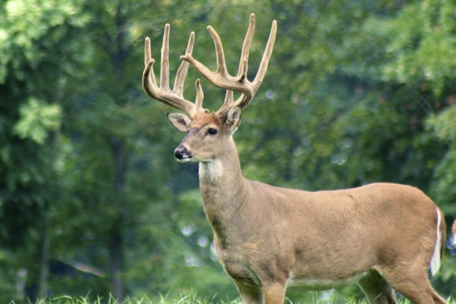 whitehousewhitetails.com