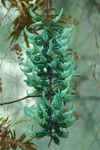 Jade Vine