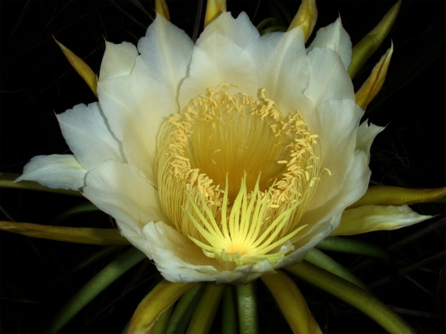 Night-blooming Cereus