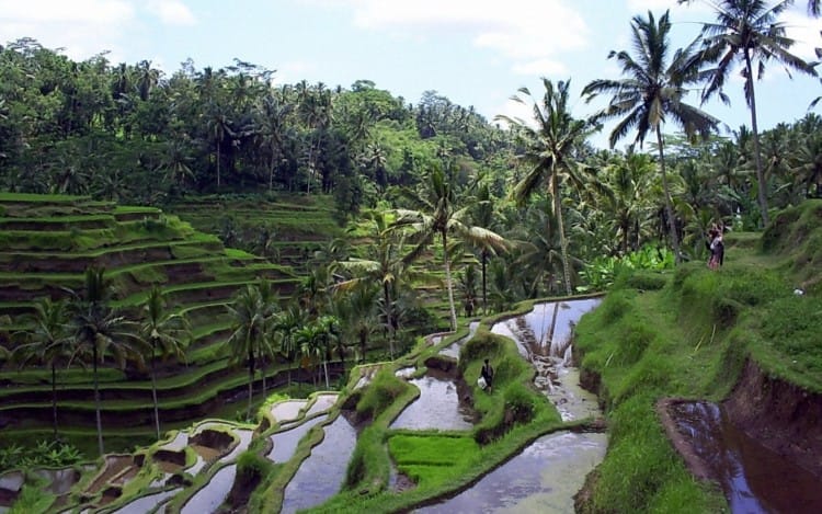 pemandangan sawah bali