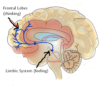 prefrontal cortex dan sistem limbik