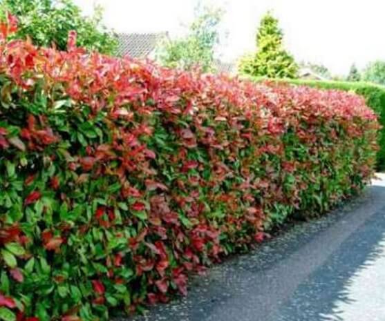 tanaman bunga pucuk merah untuk hiasan pagar