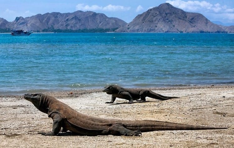 pulau komodo