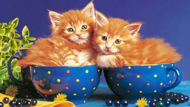 Kucing Persia Teacup Mini
