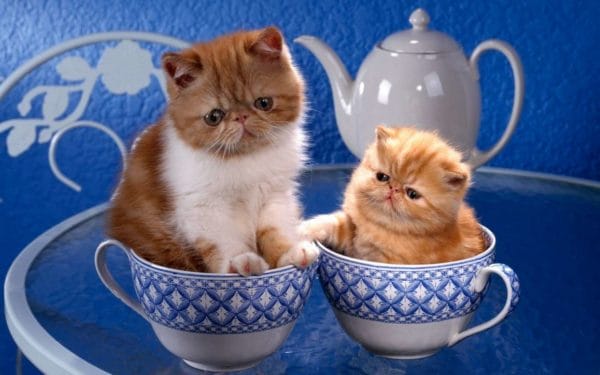 Foto Dua Kucing Persia Teacup