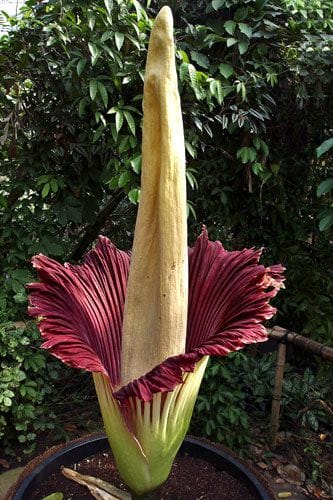 Titan Arum