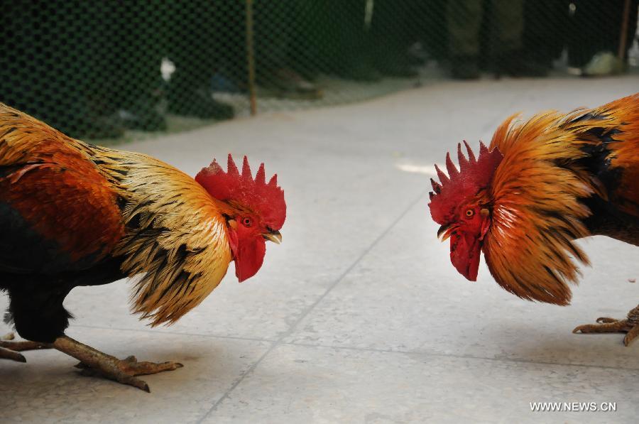 ayam bangkok sedang bertarung