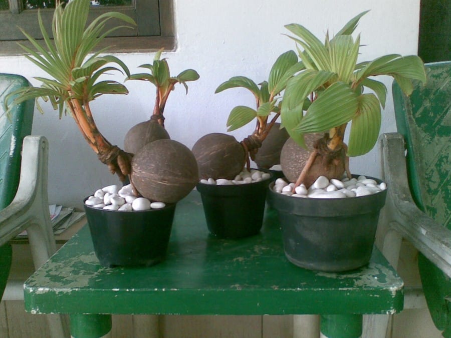 cocobonsai.wordpress.com