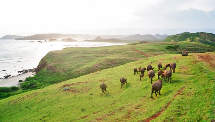 Bukit Merese merupakan Salah Satu Wisata Lombok