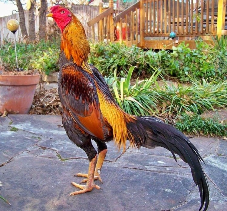 paha ayam bangkok