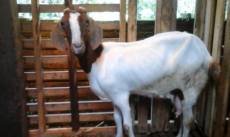 Ternak Kambing - Kambing Boer