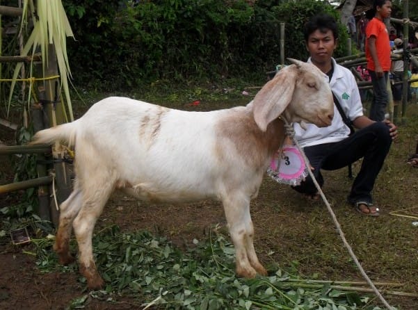 Kambing Boerawa