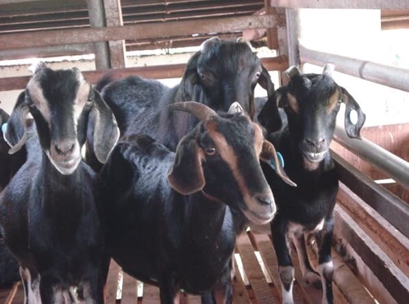 Kambing Kosta